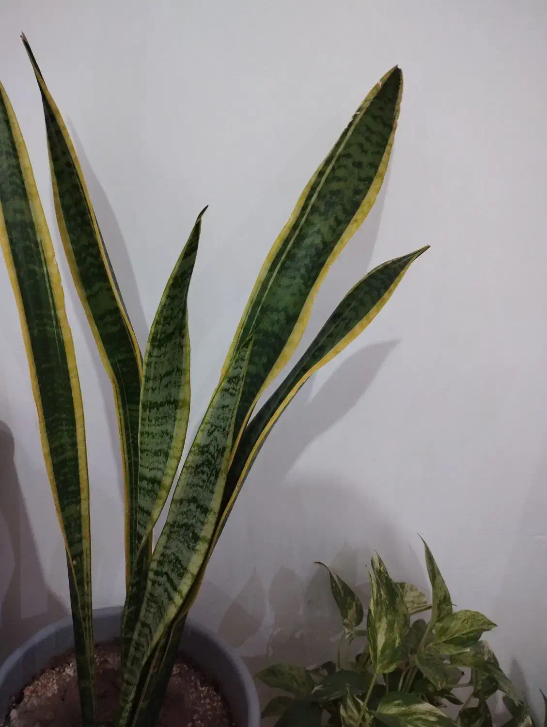 انواع گل آپارتمانی|گل و گیاه طبیعی|سبزوار, شهرک اندیشه|دیوار