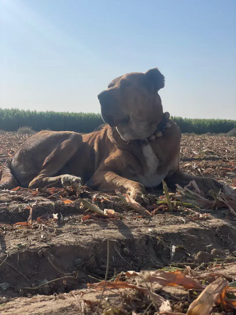 سگ خراسانی|سگ|نیشابور, ریوند|دیوار