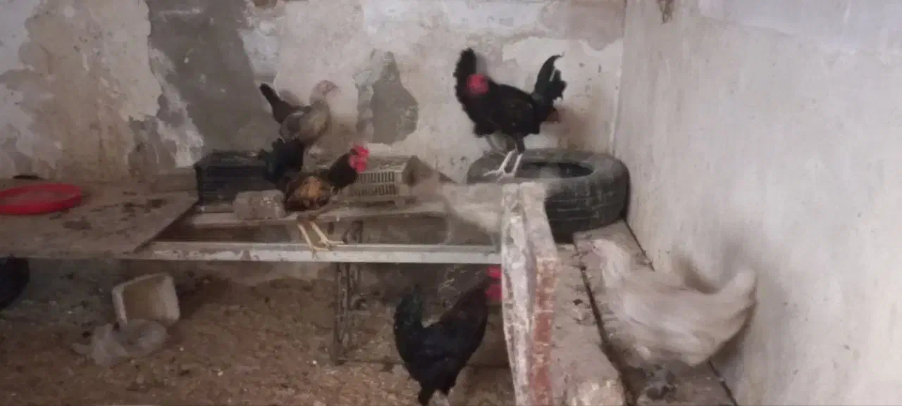 سلام دوستان تخم مرغ رسمی نطفه داردانه ای ۱۰ تومن|خوردنی و آشامیدنی|قم, امامزاده ابراهیم|دیوار