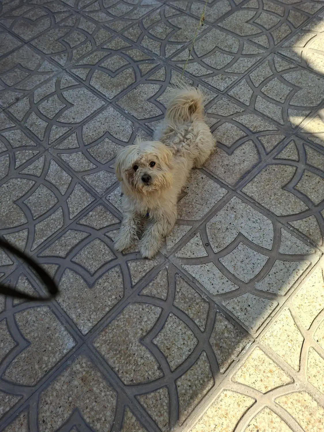 سگ شیتزو|سگ|سیرجان, |دیوار