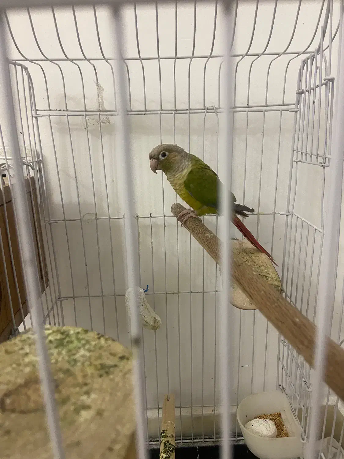 گرینچیک طوطی|پرنده|مهاباد (آذربایجان غربی), |دیوار