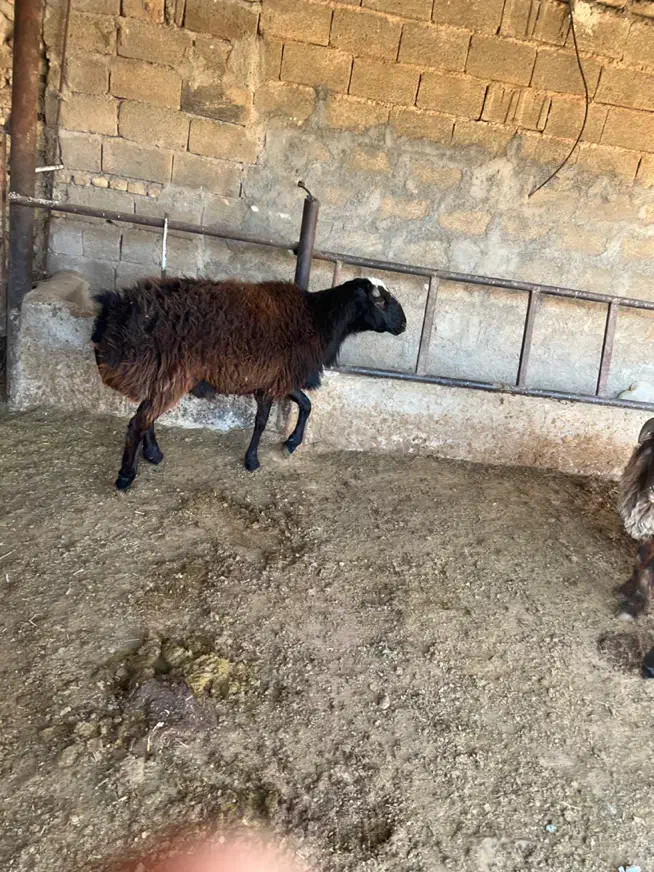 قوچ افغانی دورگ‌|حیوانات مزرعه|شیراز, اکبر آباد|دیوار