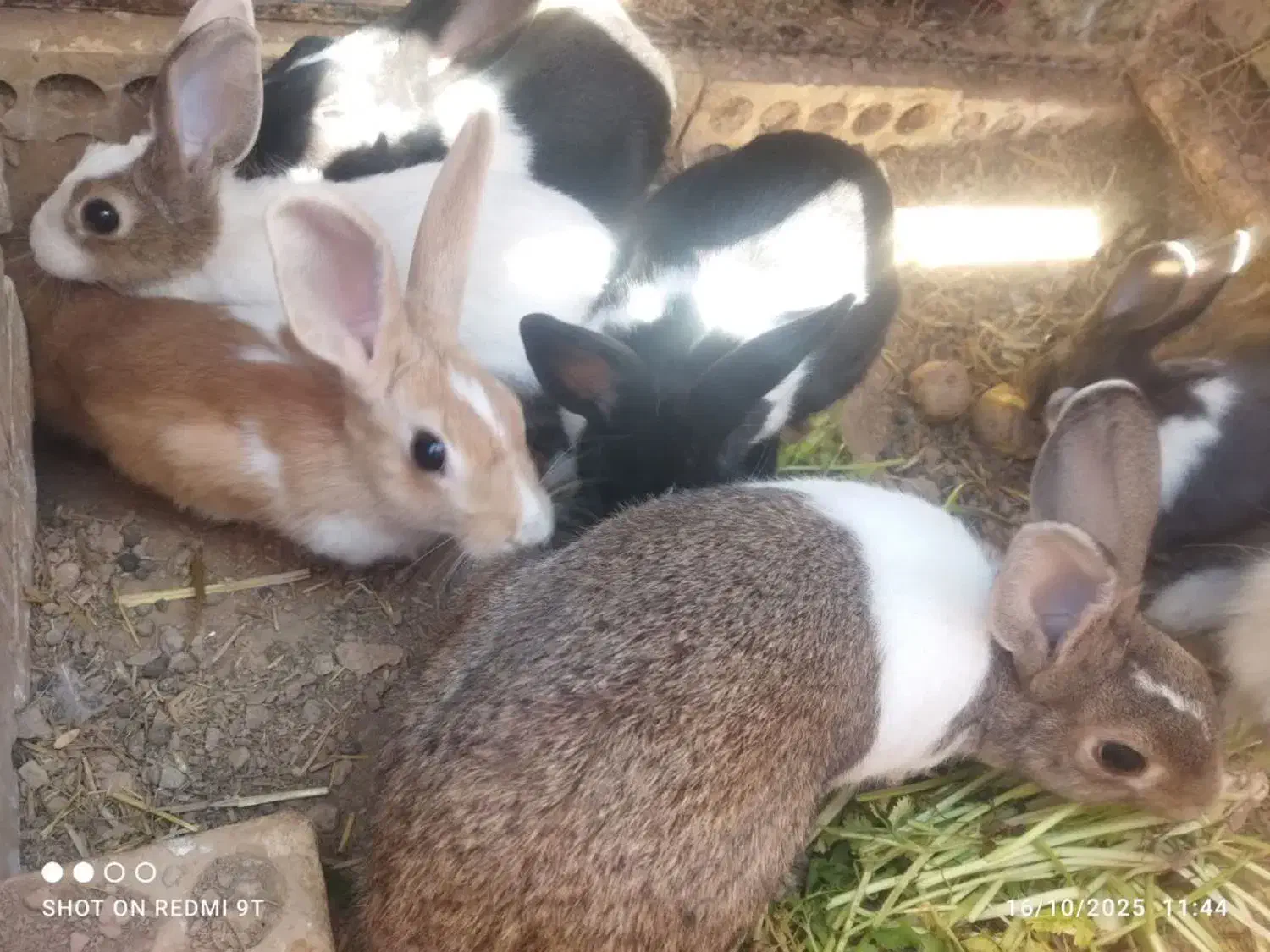 خرگوش|موش و خرگوش|فولادشهر, مسکن مهر فولادشهر|دیوار