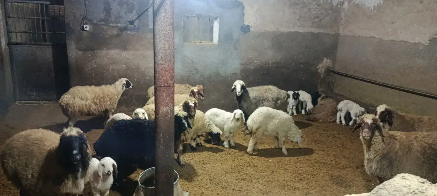 فروش 4جفت گوسفندباسه تابره|حیوانات مزرعه|روانسر, |دیوار