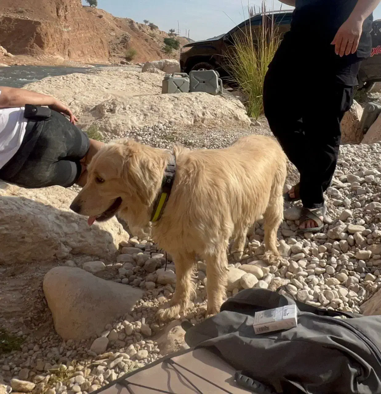 سگ گمشده(مژدگانی)|حیوانات|رامهرمز, |دیوار