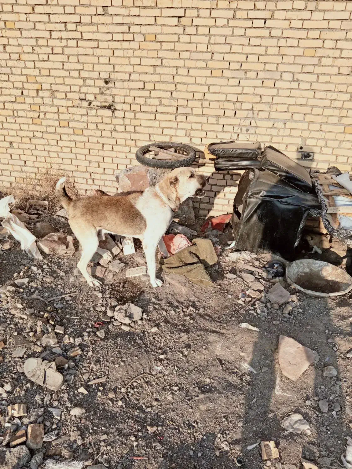 نگهبان|سگ|فریمان, |دیوار