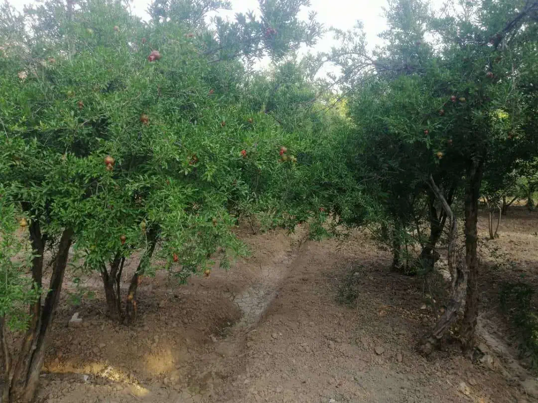 باغ درمنطقه  خوش اب هوا و تاریخی|فروش دفتر صنعتی، کشاورزی، تجاری|سیدان, |دیوار