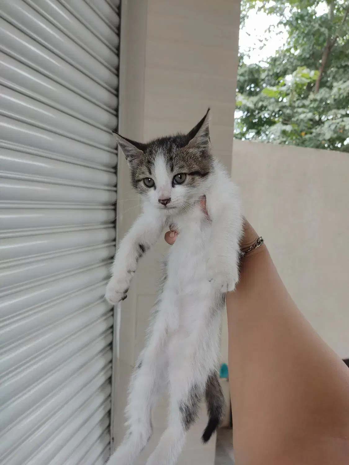 واگذاری گربه|گربه|خرمآباد (تنکابن), |دیوار