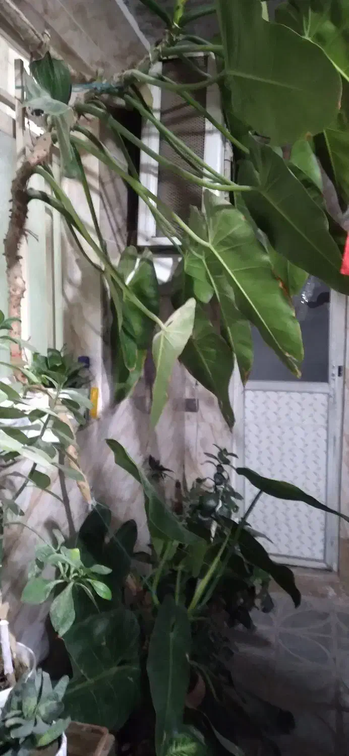 گل فیلیدندرون|گل و گیاه طبیعی|کرج, گلدشت|دیوار