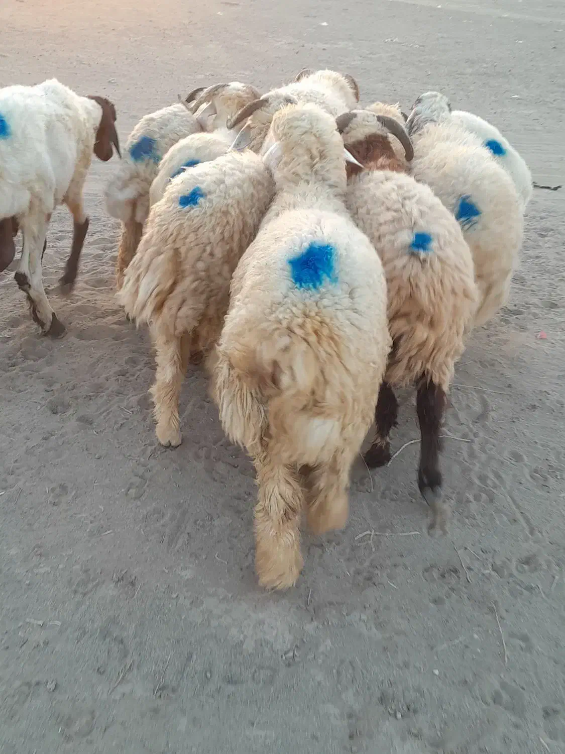 ۱۱راس شیشک دورگ قلمدار|حیوانات مزرعه|جیرفت, |دیوار