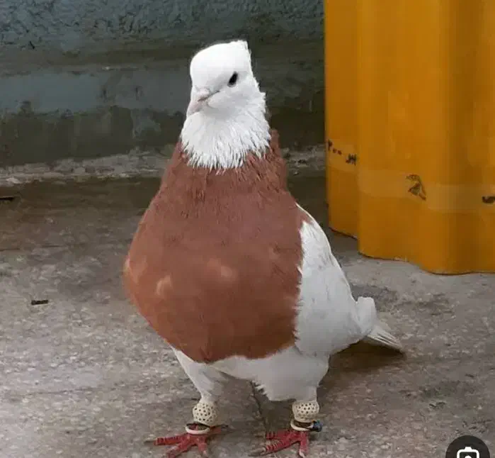 کبوتر طوقی لیمو|پرنده|کرمانشاه, |دیوار