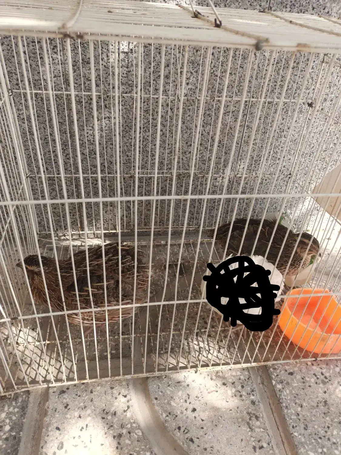 بلدرچین|حیوانات مزرعه|تربتحیدریه, آغوی|دیوار