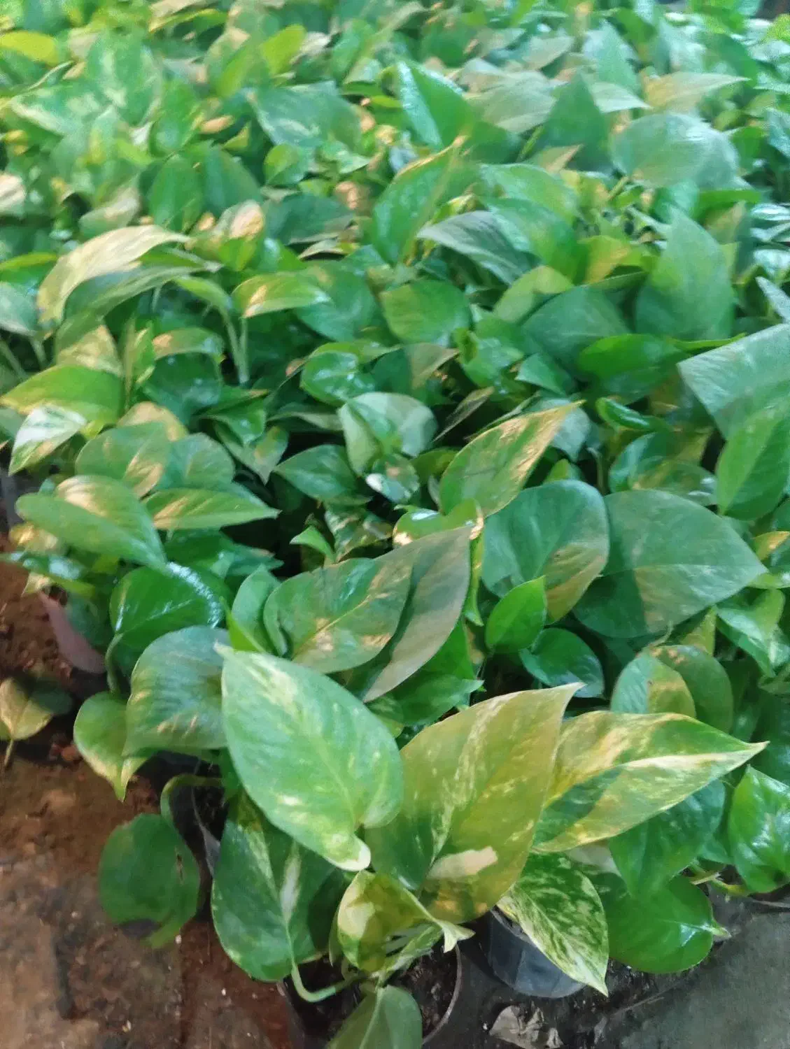 گل پتوس سبز و ابلق با قیمت فقط و فقط ۴۰ هزار تومن|گل و گیاه طبیعی|رشت, حمیدیان|دیوار