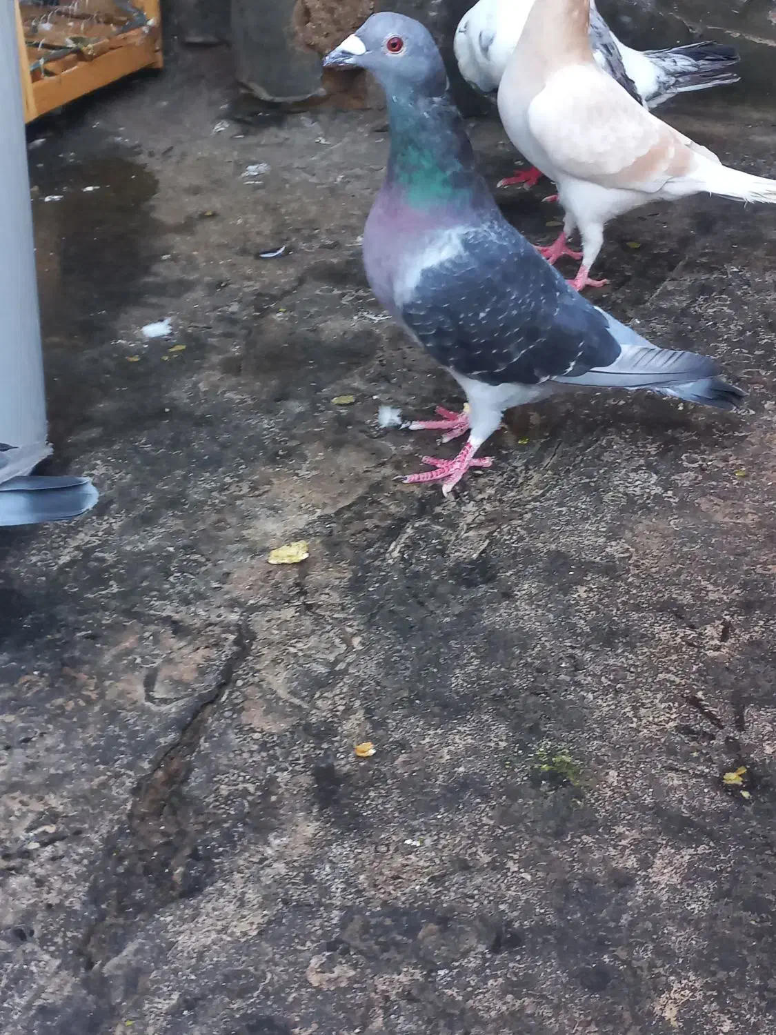 جان اردن|پرنده|تربتحیدریه, آغوی|دیوار