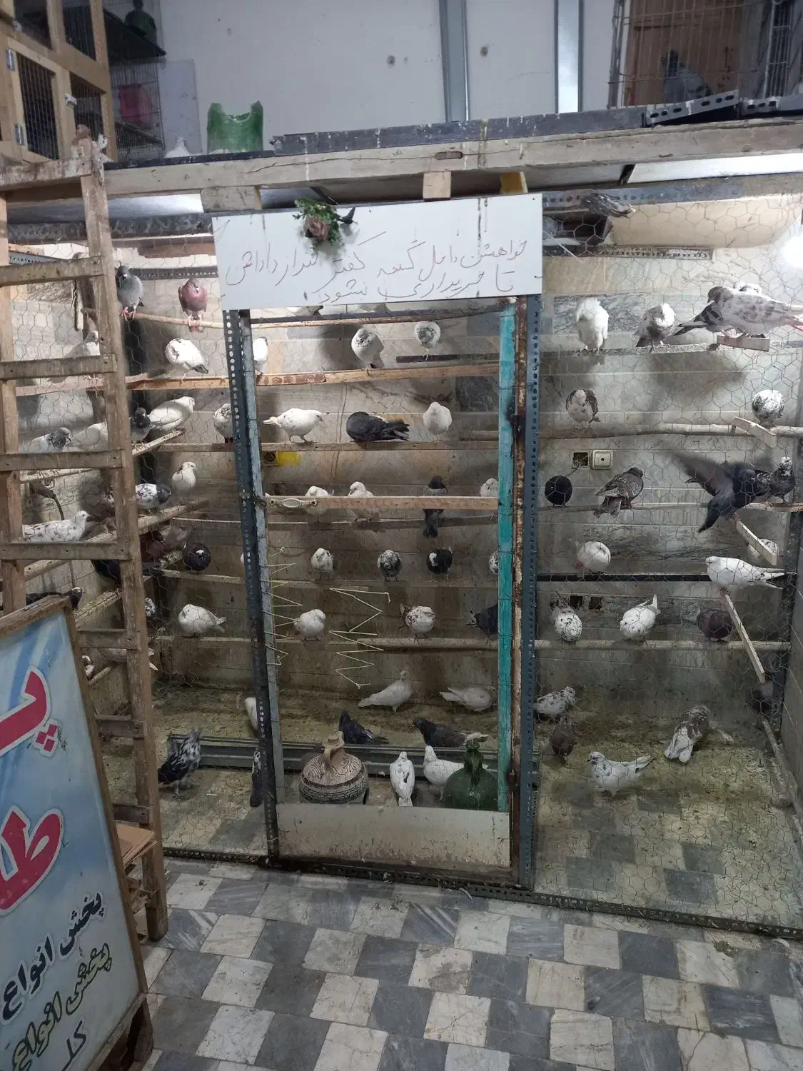 یک مشت کفتر خوب|پرنده|بهارستان, |دیوار