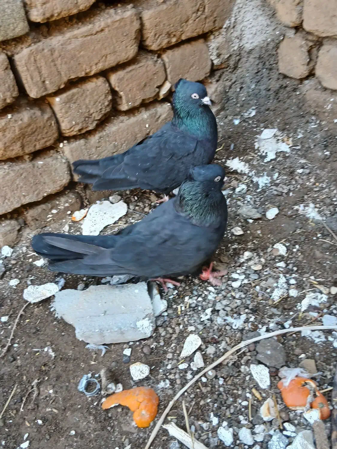 کبوتر|پرنده|بوئین زهرا, |دیوار