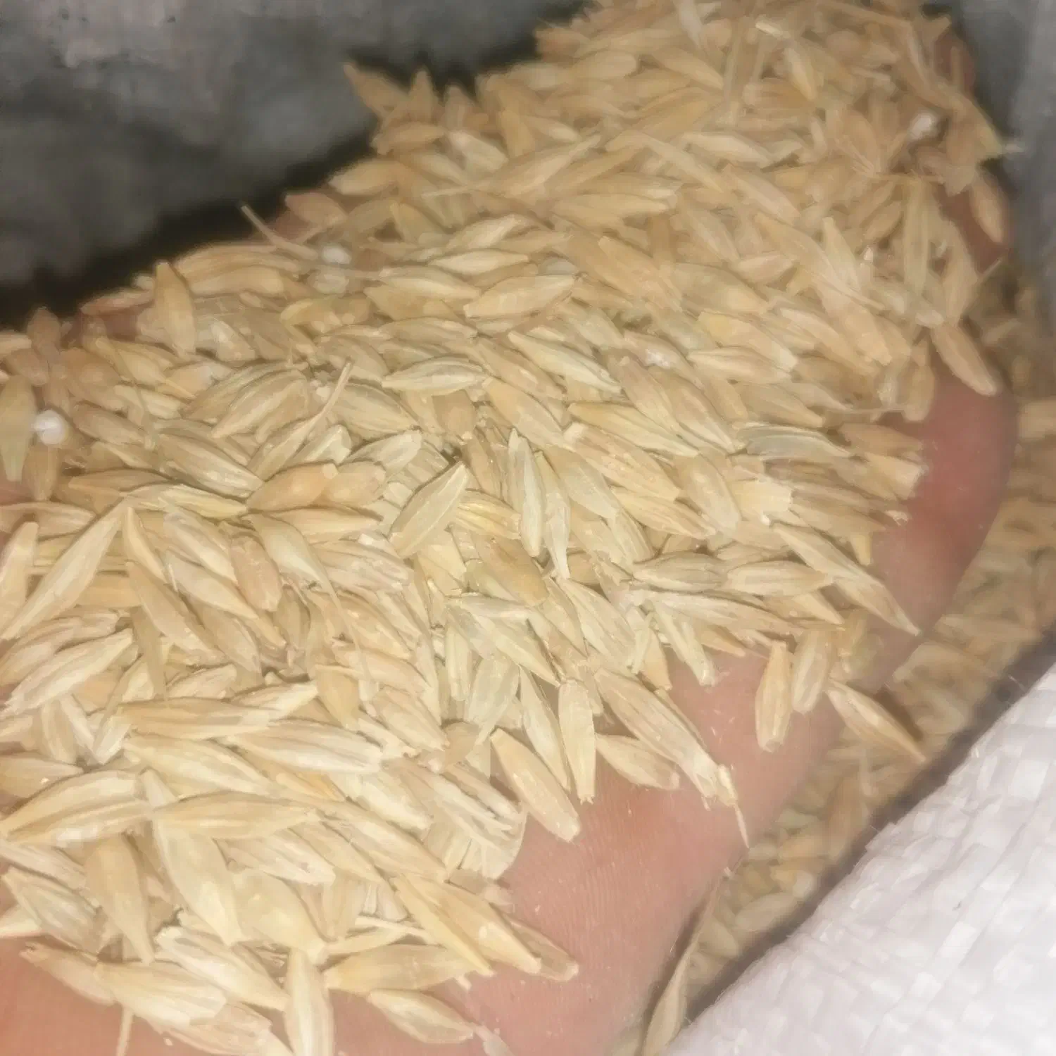 جو درجه یک|حیوانات مزرعه|مرودشت, کناره|دیوار