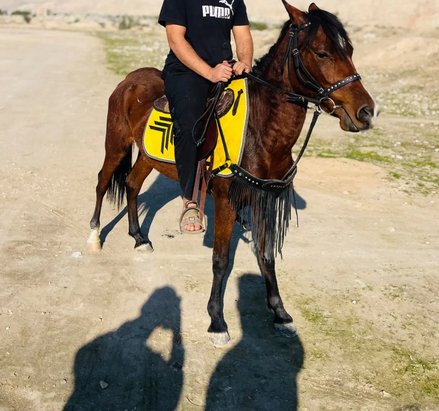 اسب مادیون|اسب و تجهیزات اسب‌سواری|برازجان, |دیوار