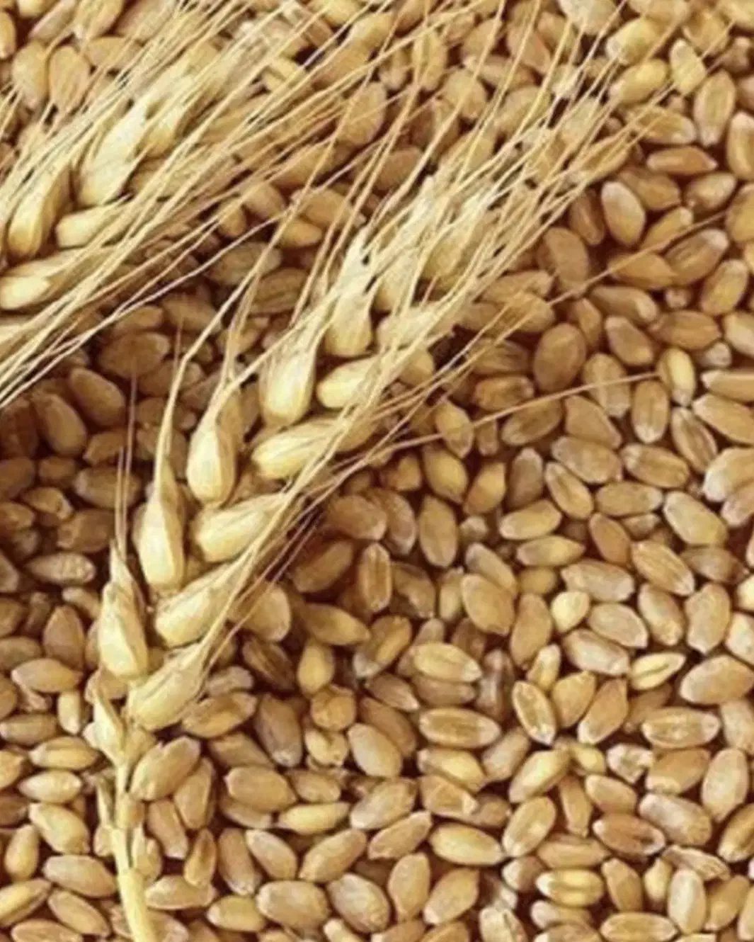 بذر گندم باسیلو|خدمات باغبانی و درختکاری|پارس‌آباد, |دیوار