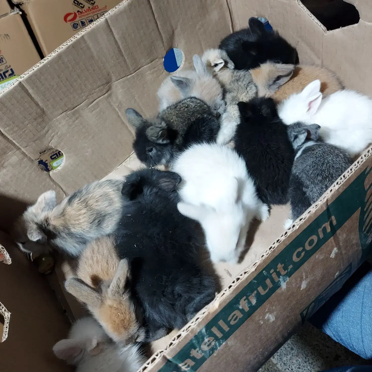 پرورشگاه خرگوش مینی لوپ/خوکچه هندی|موش و خرگوش|نجف‌آباد, کهریزسنگ|دیوار