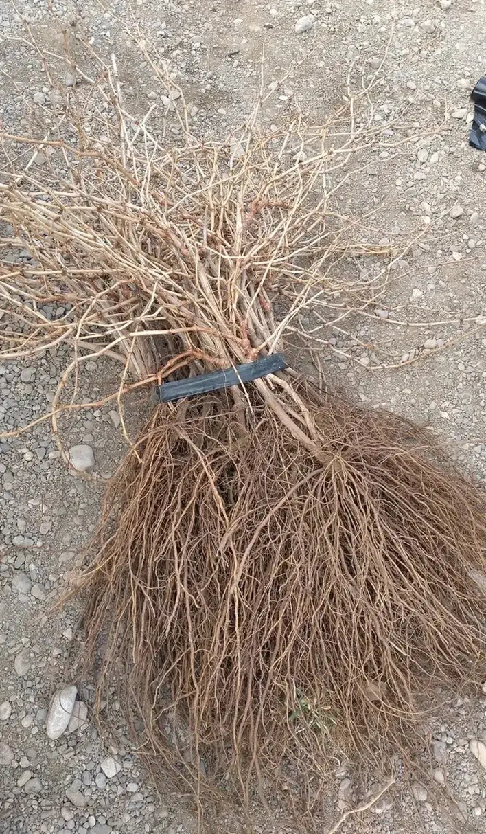 نهال انگور شاهرودی و گزندایی|خدمات باغبانی و درختکاری|تاکستان, |دیوار