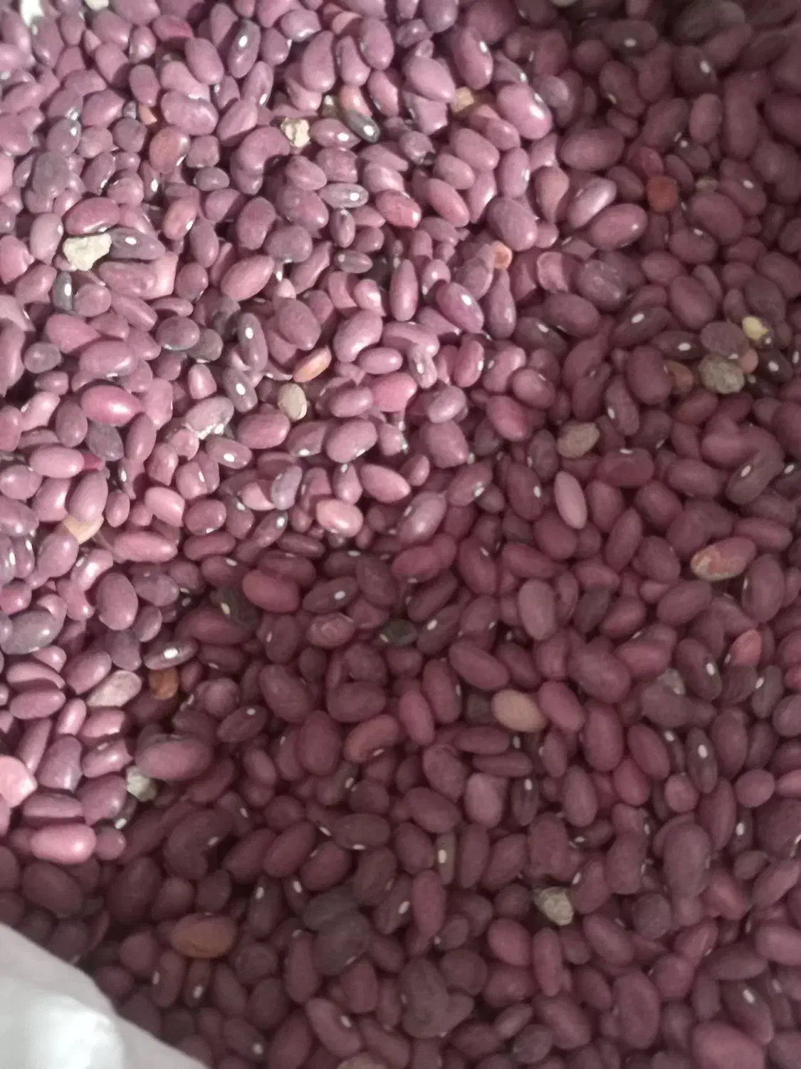 لوبیا قرمز|خوردنی و آشامیدنی|مرودشت, فاز اول شهرک فرهنگیان|دیوار