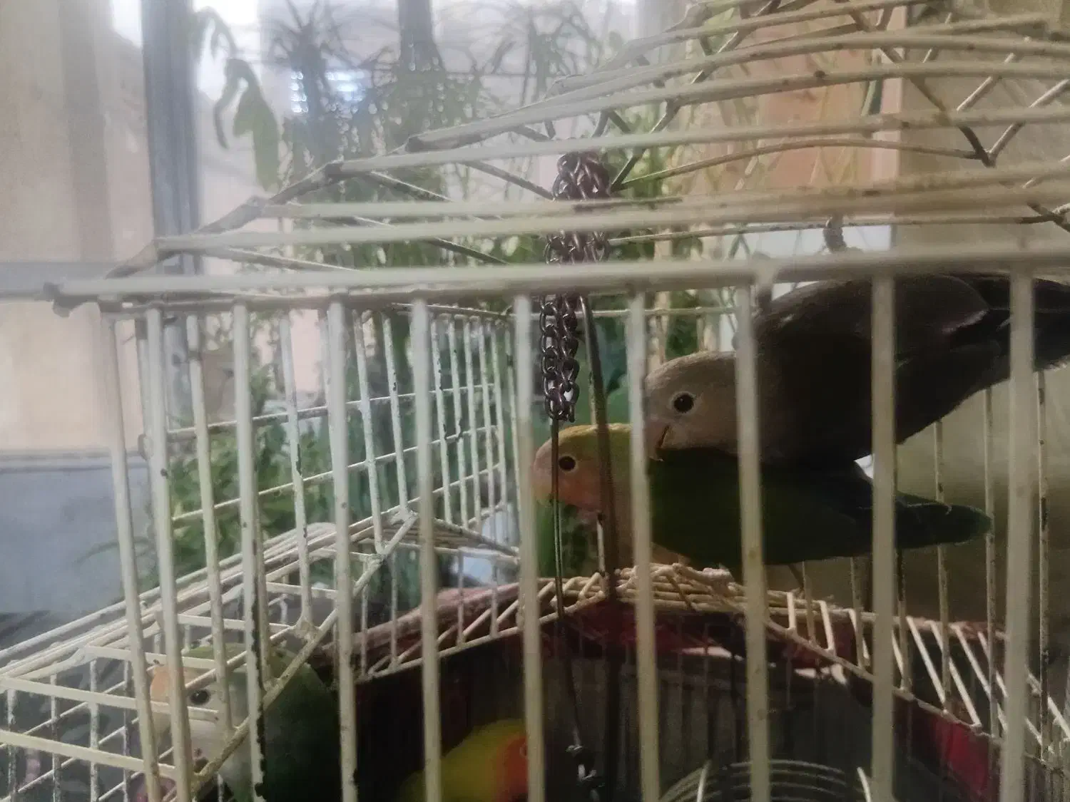 طوطی برزیلی|پرنده|همدان, |دیوار