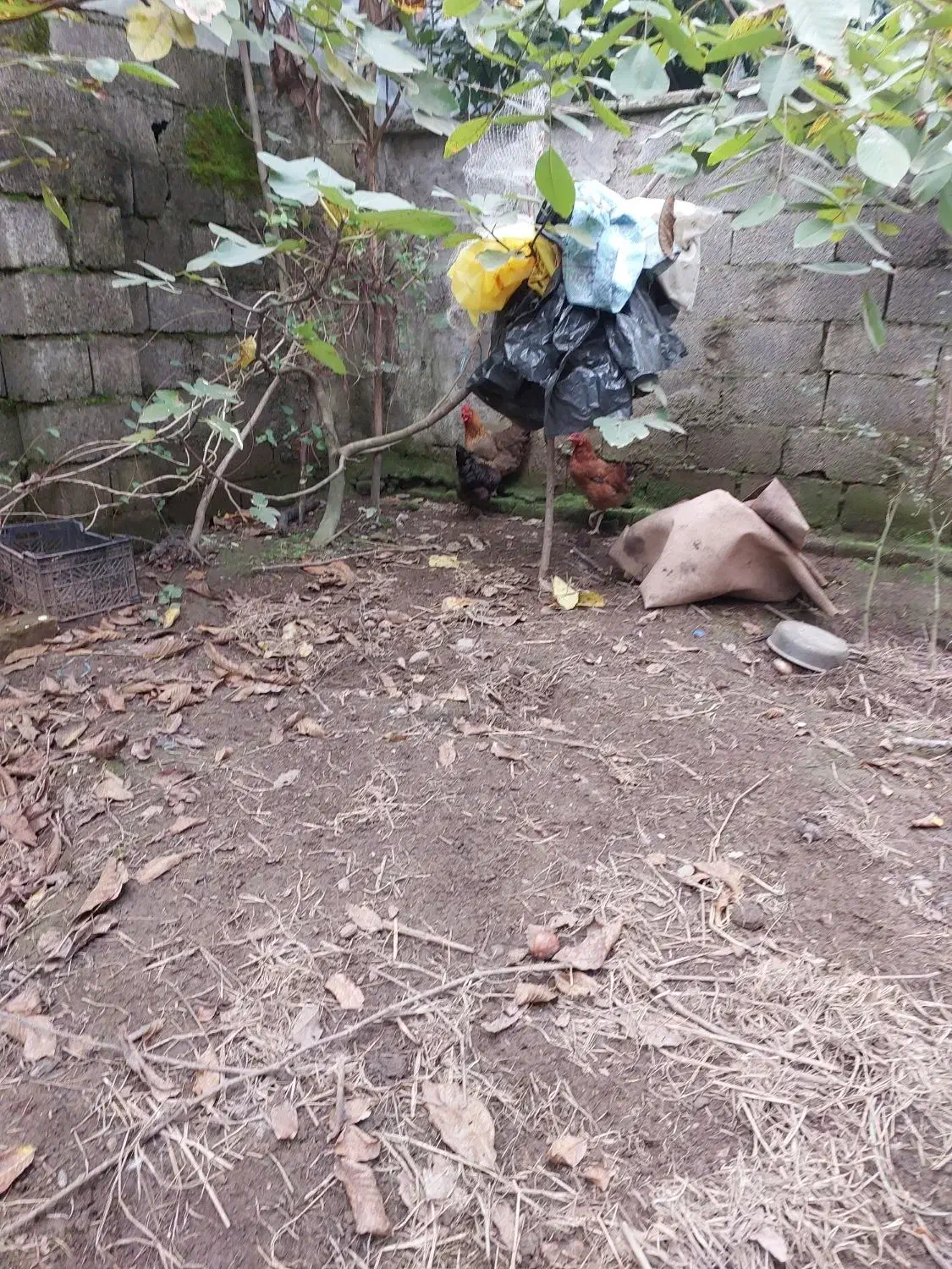 فروش سه عدد مرغ تخم گذار|حیوانات مزرعه|رشت, کوی یخ|دیوار