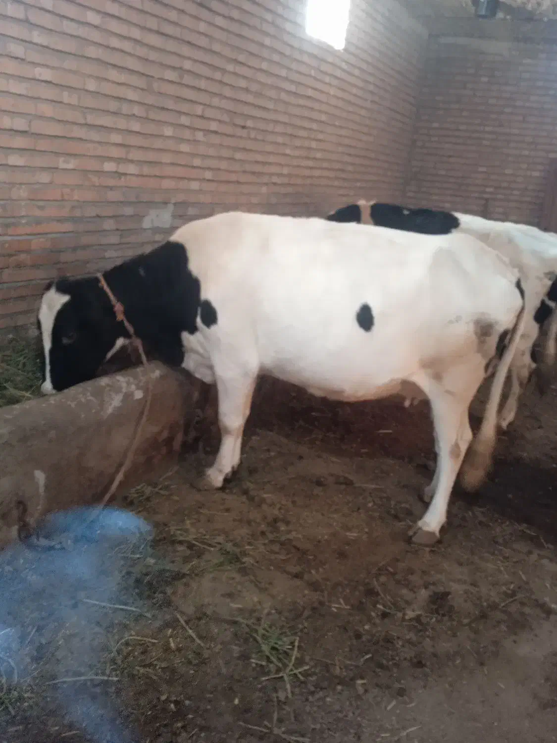 گاو هلشتاین شکم 2 30روز مانده به زایمان تلقیح شده|حیوانات مزرعه|سراب, |دیوار