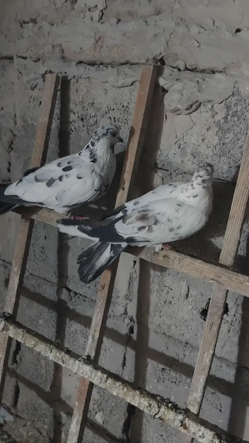 کفتر|حیوانات|بومهن, |دیوار