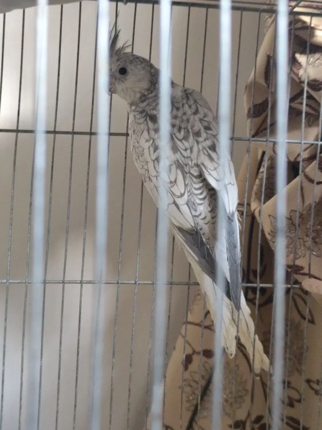 عروس هلندی|پرنده|سنندج, |دیوار