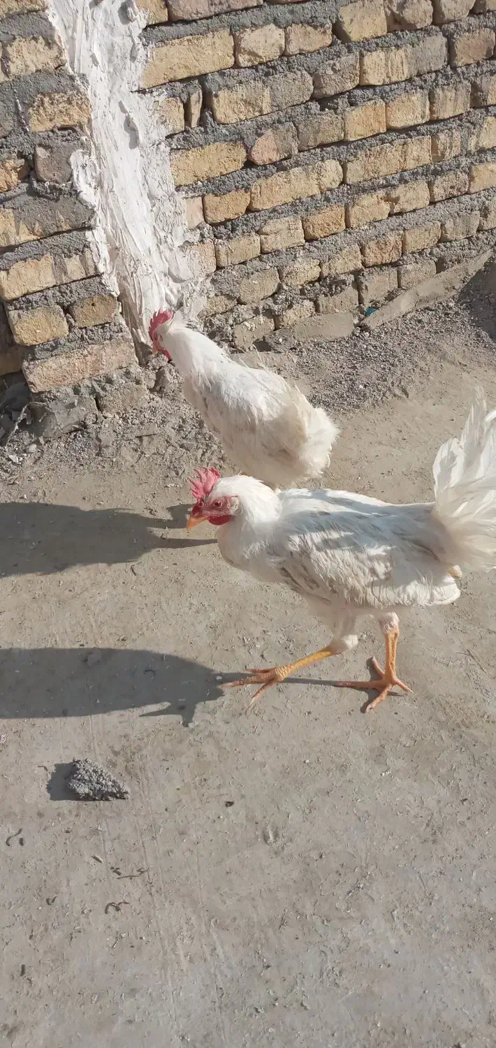 خروس نژاد دار تمام سفید|حیوانات مزرعه|مشهد, شهرک مهرگان|دیوار