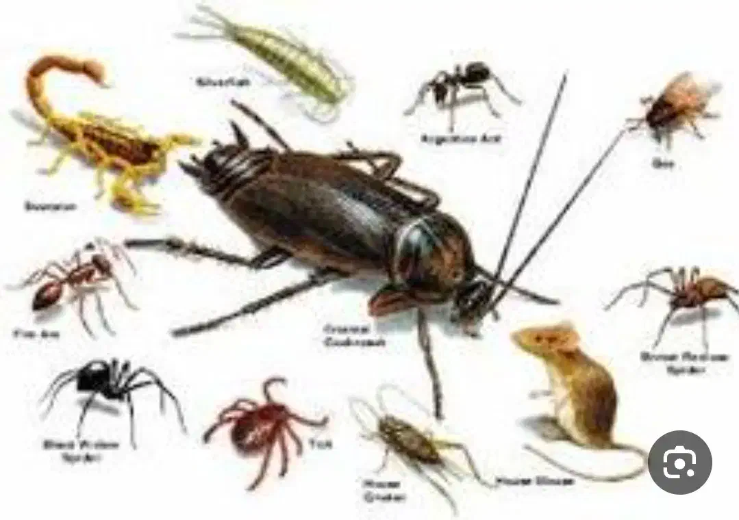 سم پاشی سوسک ....|خدمات نظافت|یزد, |دیوار