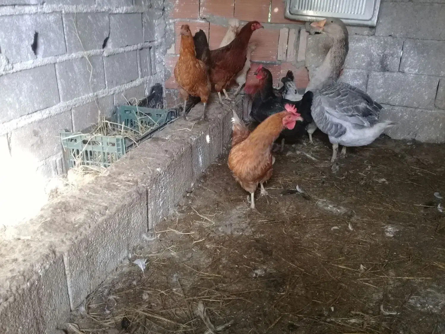 غازنروبوقلمون نرفروش|حیوانات مزرعه|قائمشهر, |دیوار