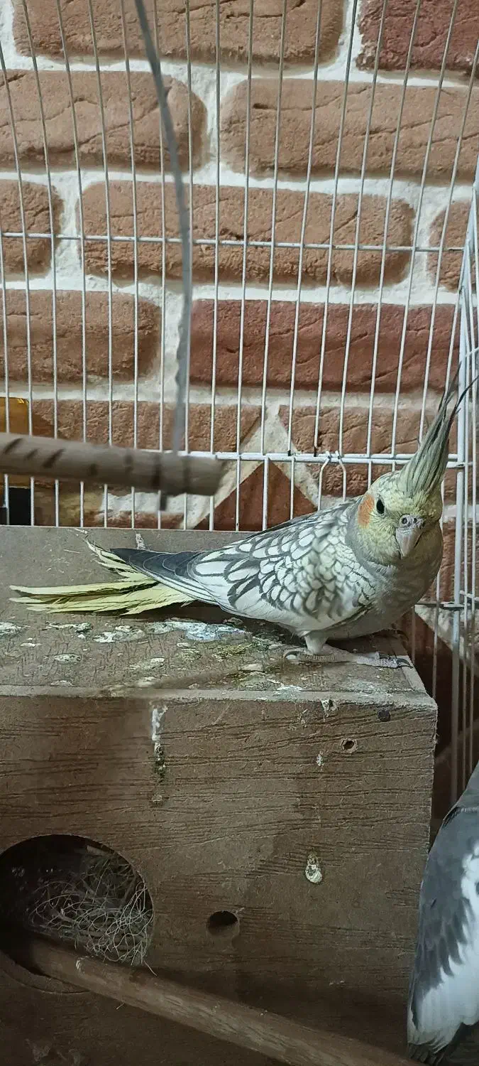 ی جفت عروس هلندی نر و ماده|پرنده|صباشهر, |دیوار