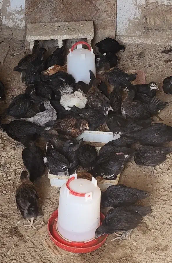 نیمچه مرغ و خروس|حیوانات مزرعه|آبادان, |دیوار