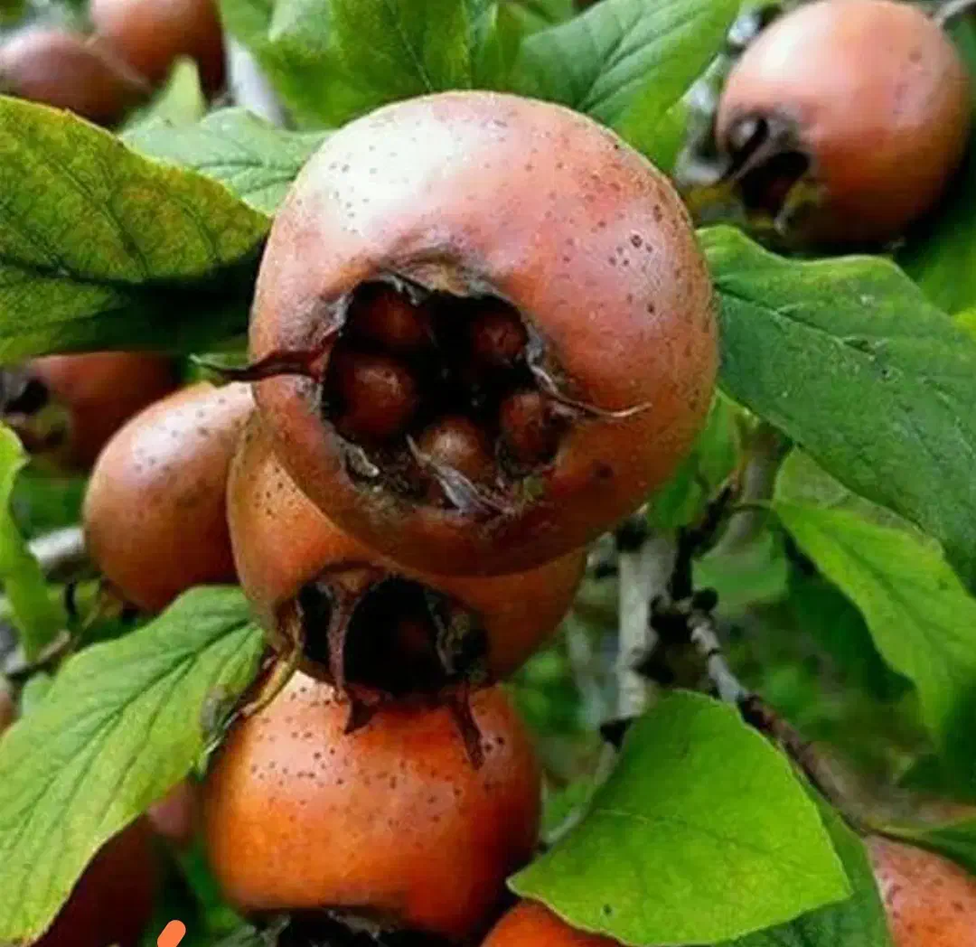 ازگیل (کونوس)|خوردنی و آشامیدنی|لاهیجان, کوی آزادگان|دیوار