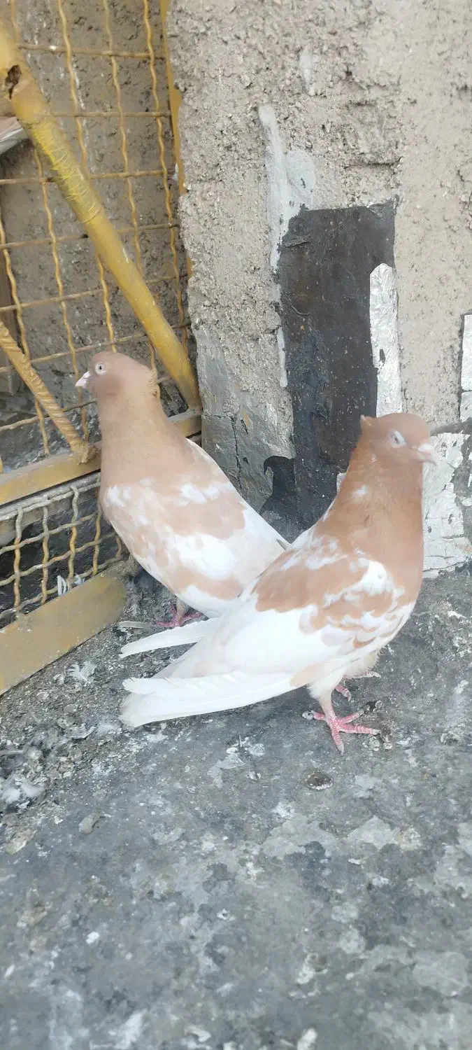 جفت کله ای|حیوانات|اهواز, کوی بشارت|دیوار