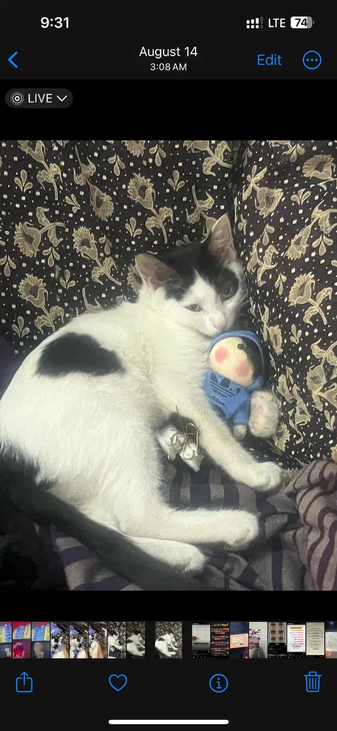 واگذاری گربه|گربه|اصفهان, جلالیه|دیوار