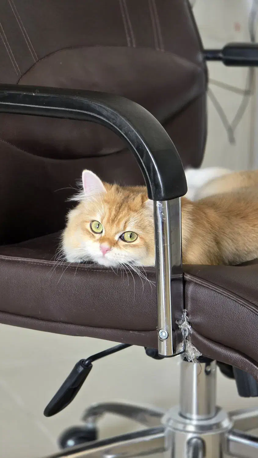 گربه بریتیش لانگ هیر ،دختر (۳۰ میلیون )|گربه|قزوین, |دیوار