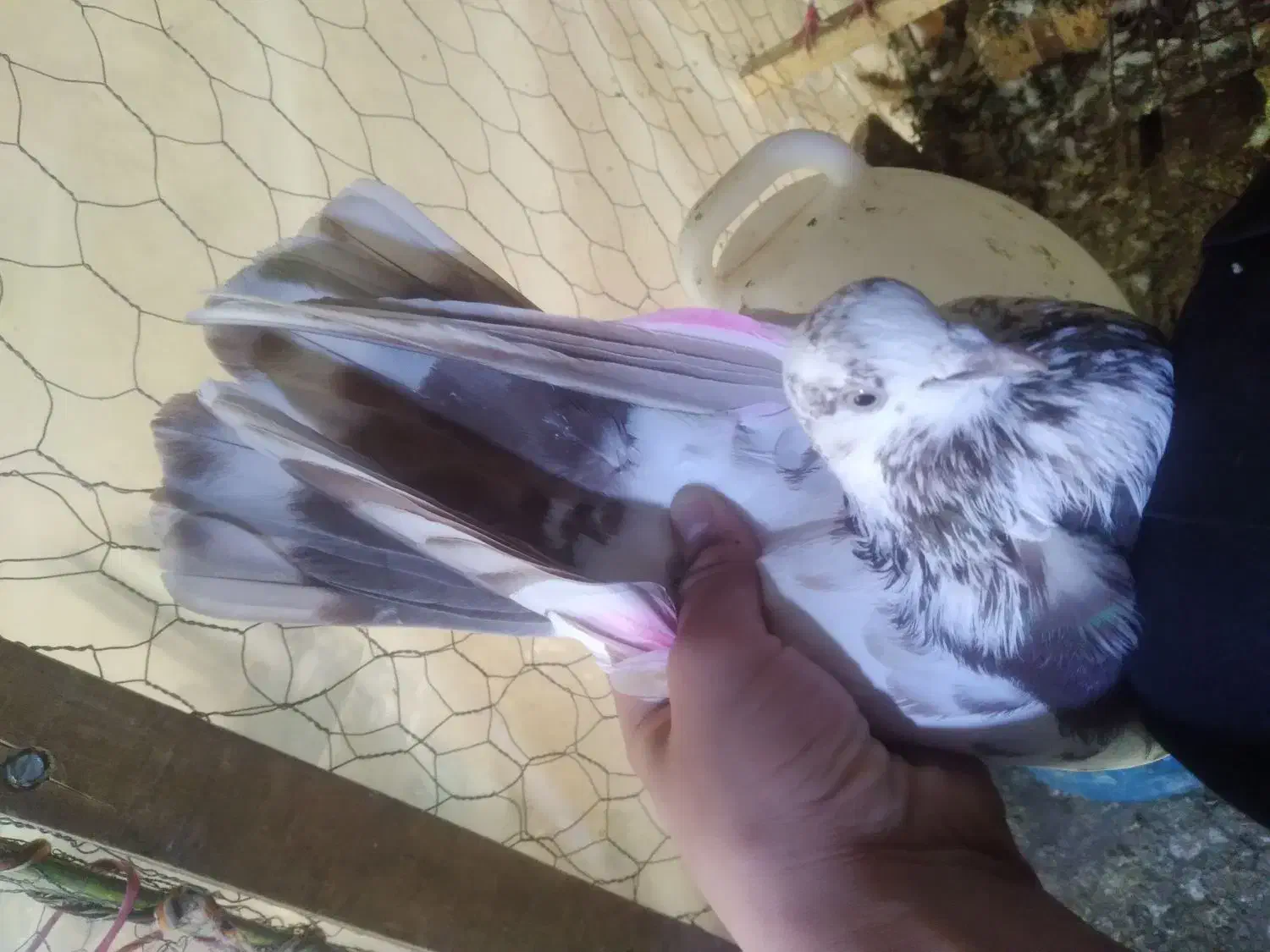 کبوتر|پرنده|ایجرود, |دیوار