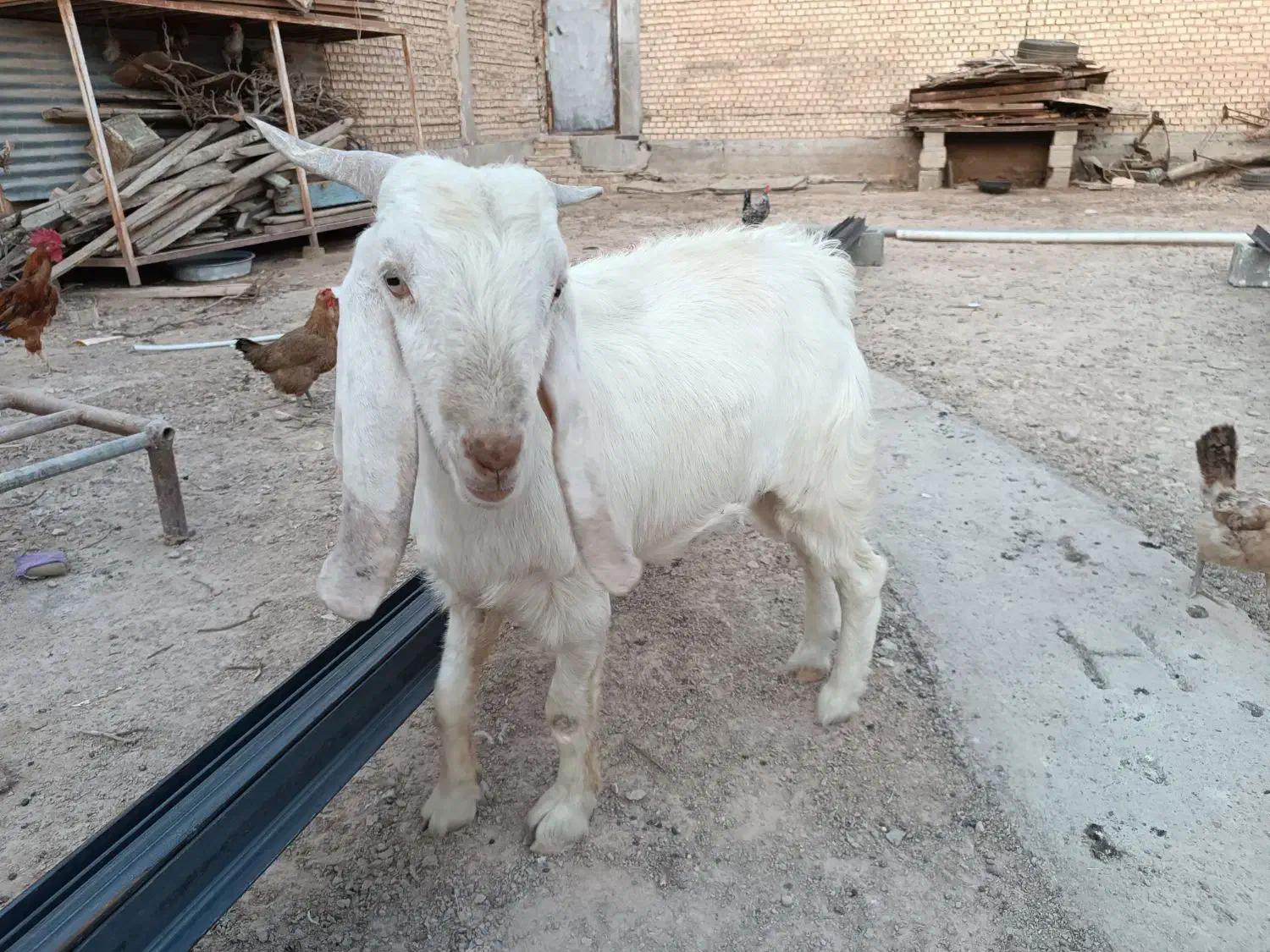 فروش بز نر سالم و سرحال|حیوانات مزرعه|بندر ماهشهر, |دیوار