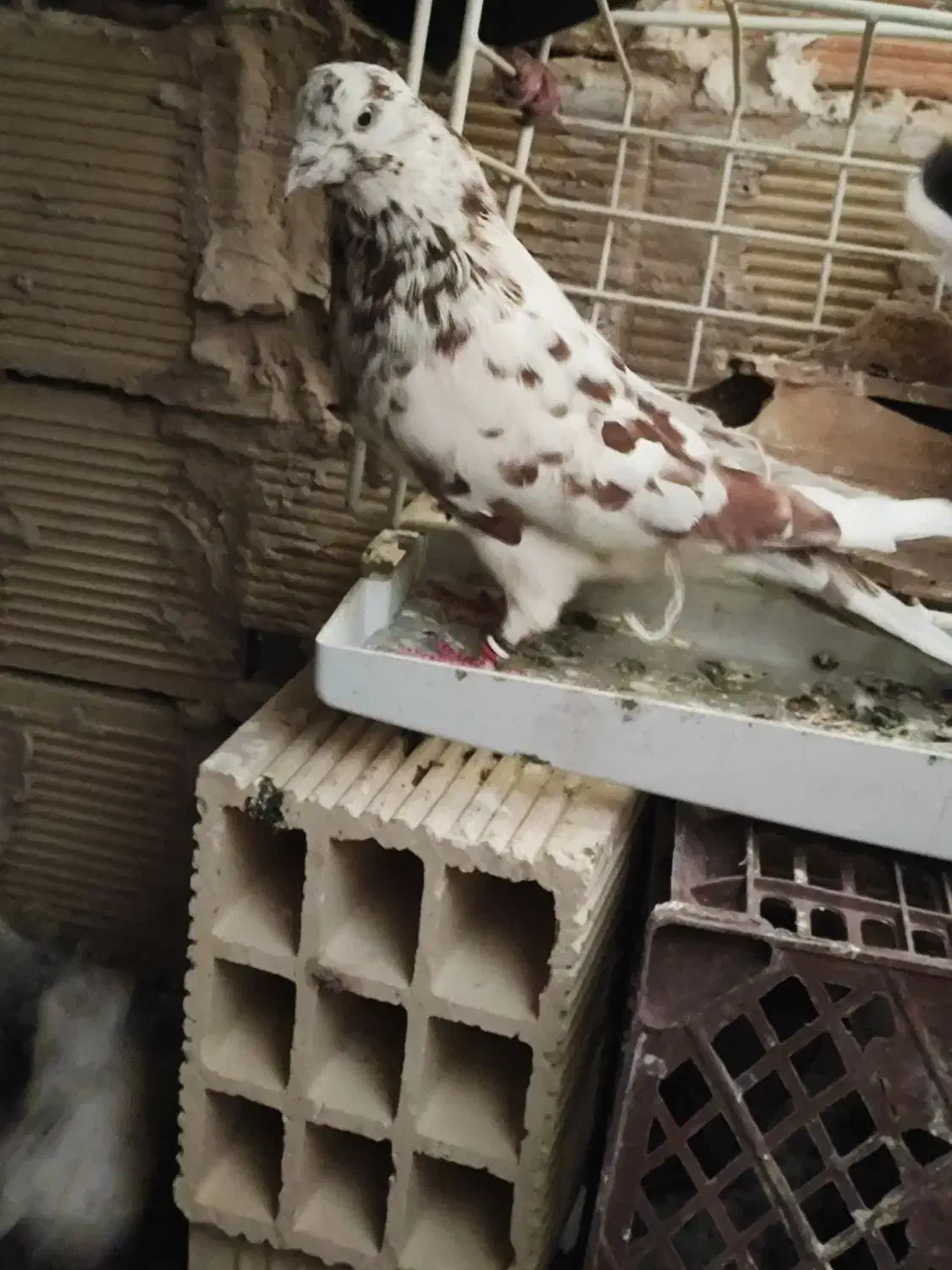 کبوتر|پرنده|بومهن, |دیوار