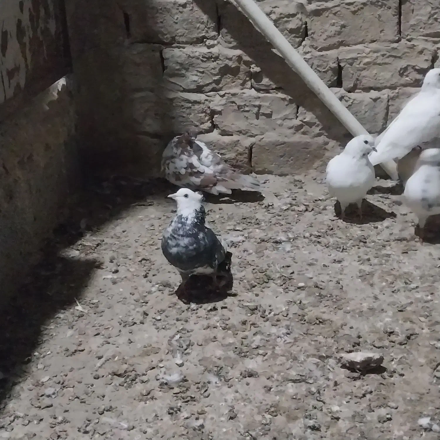 کفتر پرشی|پرنده|شهریار, شهرک وائین|دیوار