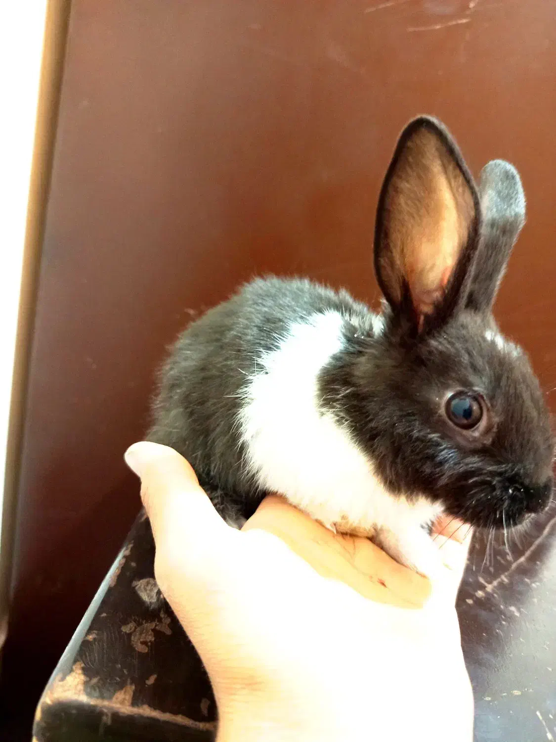 خرگوش خانگی|موش و خرگوش|سیرجان, |دیوار