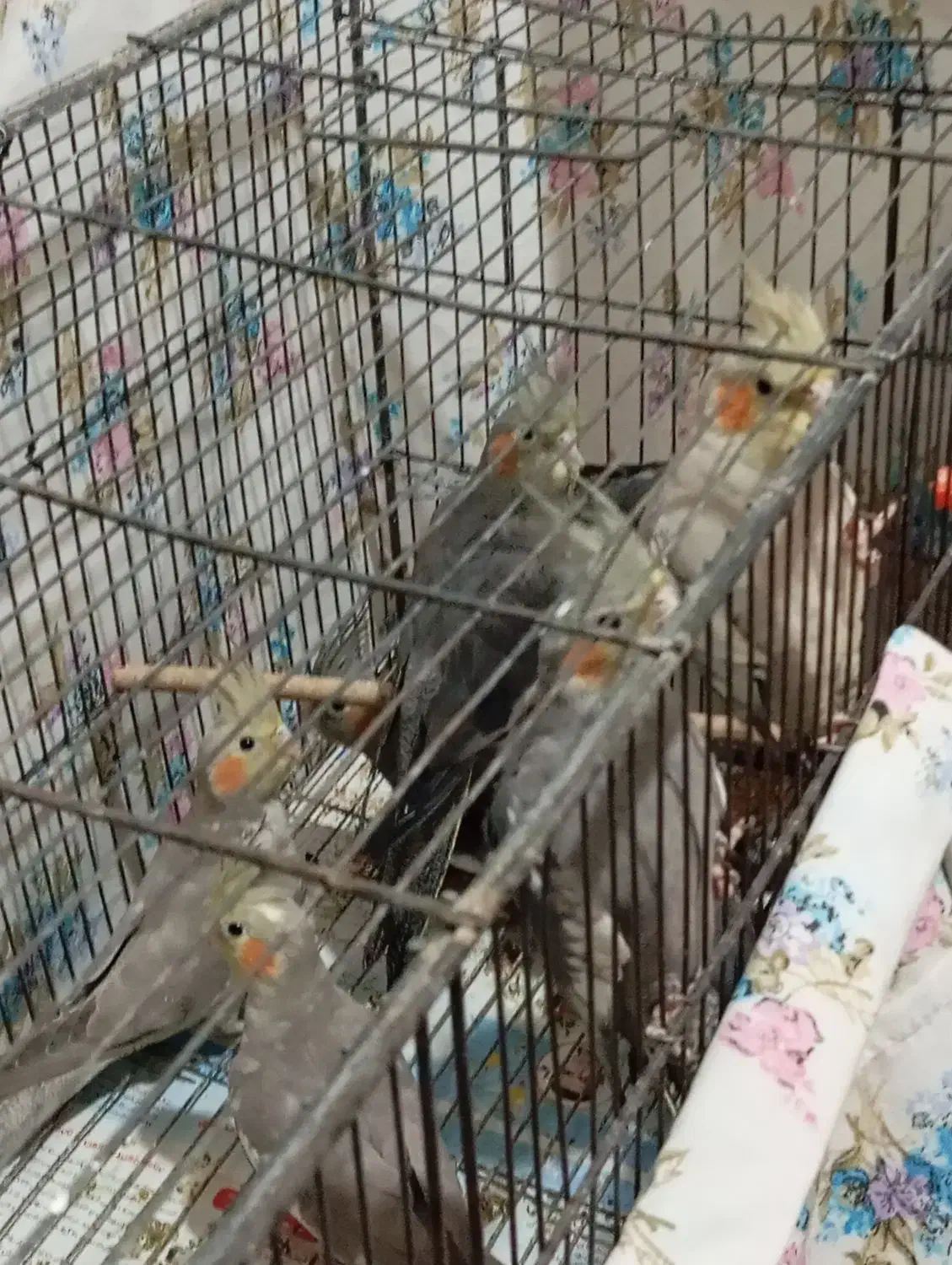 8 تا عروس هلندی یه دونه گل باقالی|پرنده|صومعهسرا, |دیوار