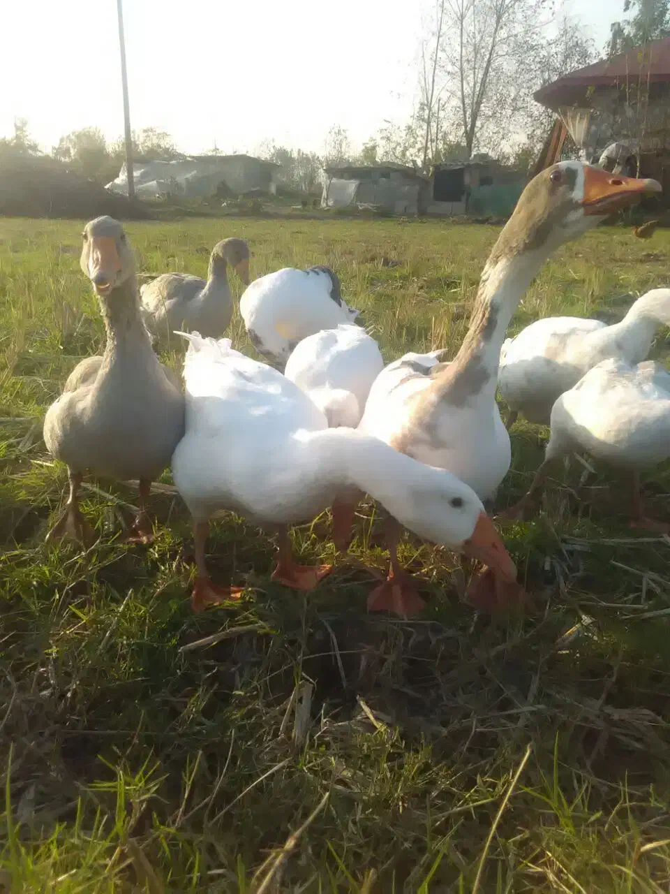 ۹عدد غاز محلی،باهم فروخته میشود|حیوانات مزرعه|رشت, پستک|دیوار