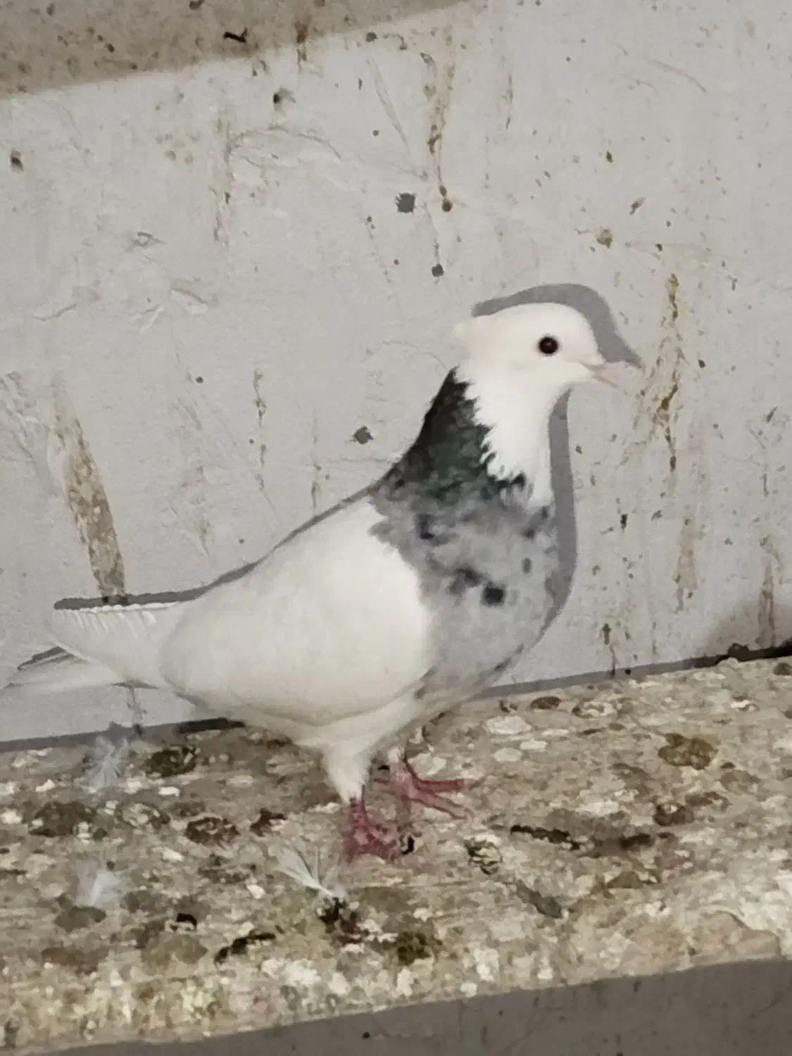 طوقی ماده .|پرنده|داران, |دیوار