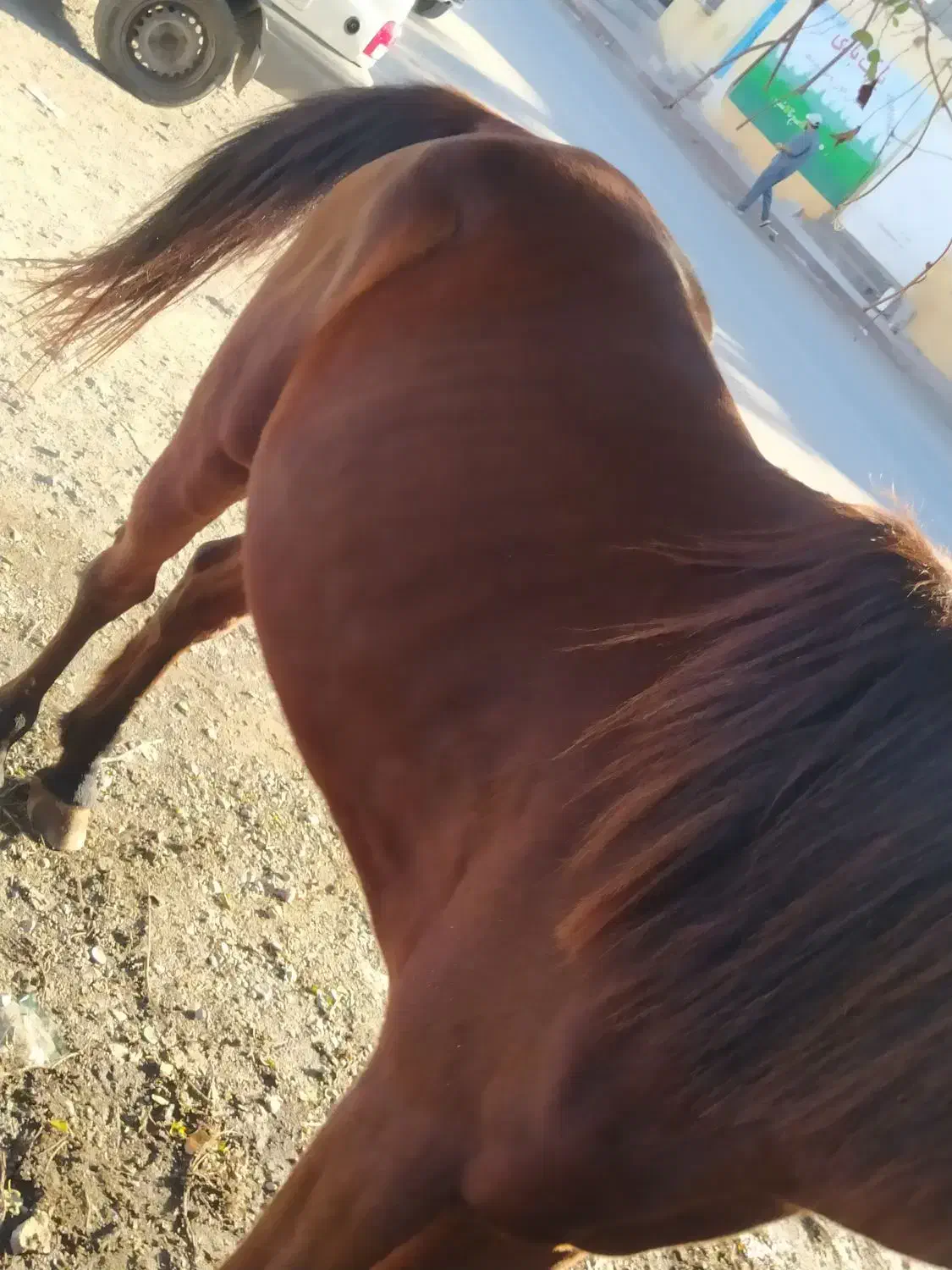 نریان|اسب و تجهیزات اسب‌سواری|بندرعباس, |دیوار