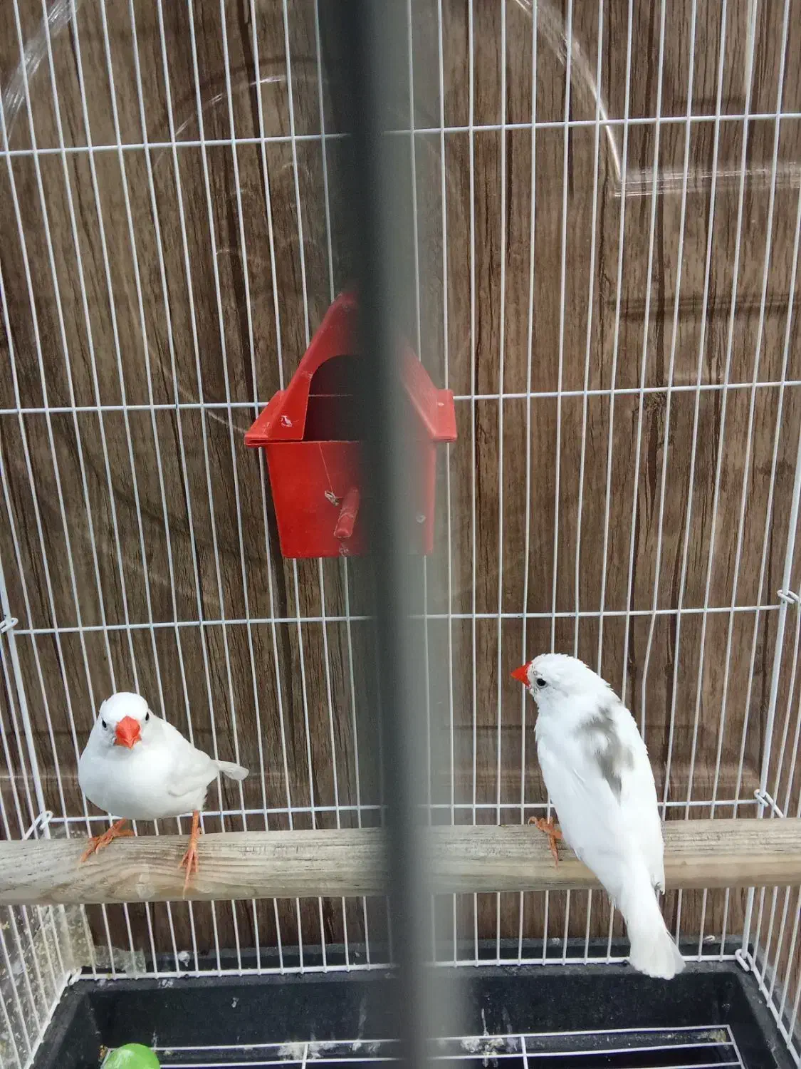 فنج|پرنده|بهارستان, |دیوار